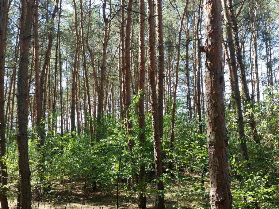 Kiefer mit Traubenkirsche