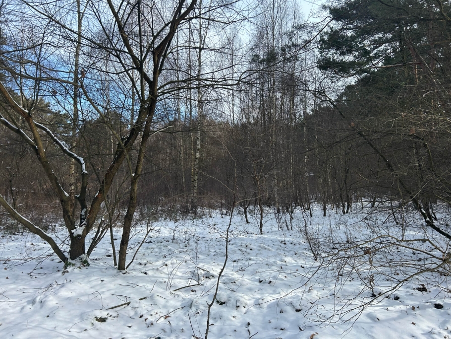 Blick in den Sumpfteil