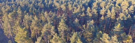 Luftbild von Baumkronen