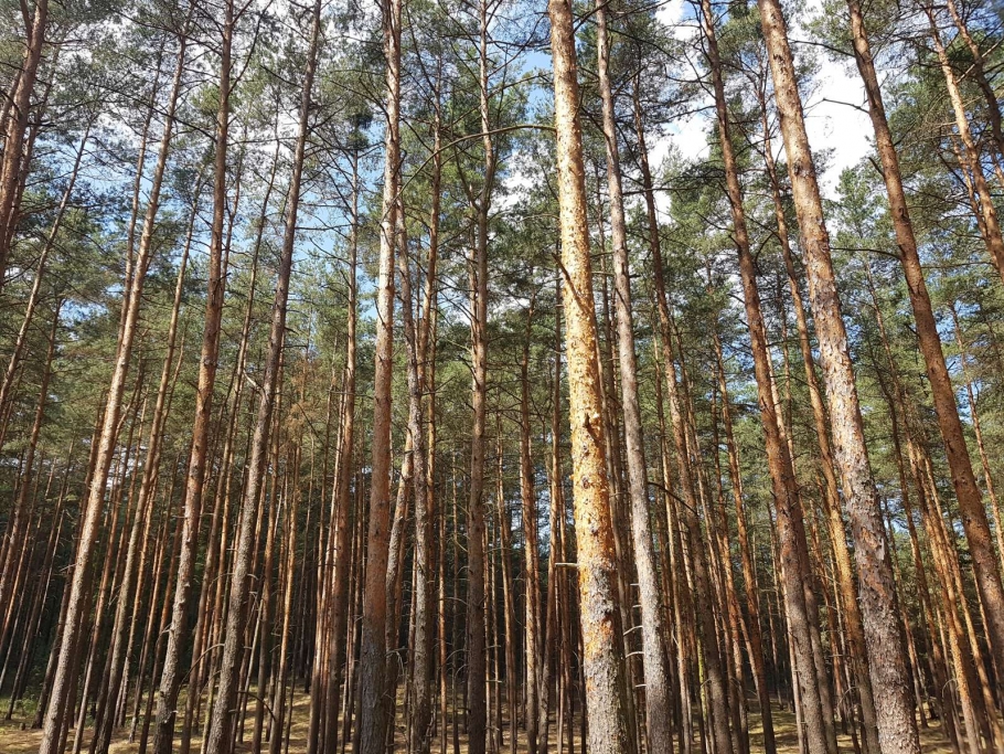 im östlichen Bereich