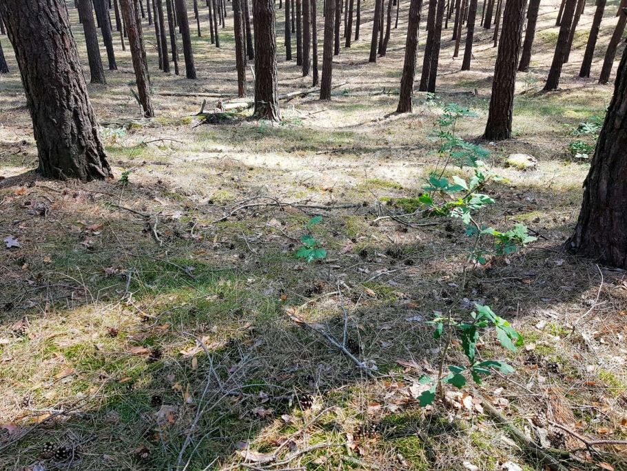 Verjüngung im westlichen Bereich der Fläche