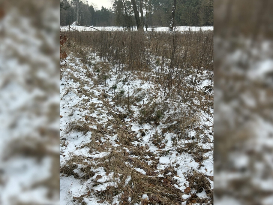 Blick in die Erstaufforstung