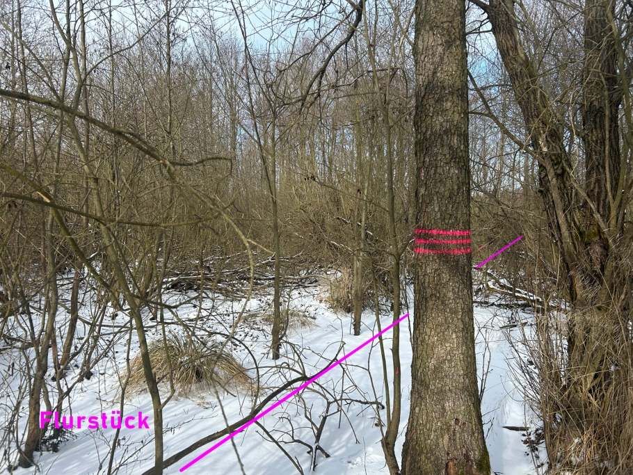 Blick in den Sumpfteil