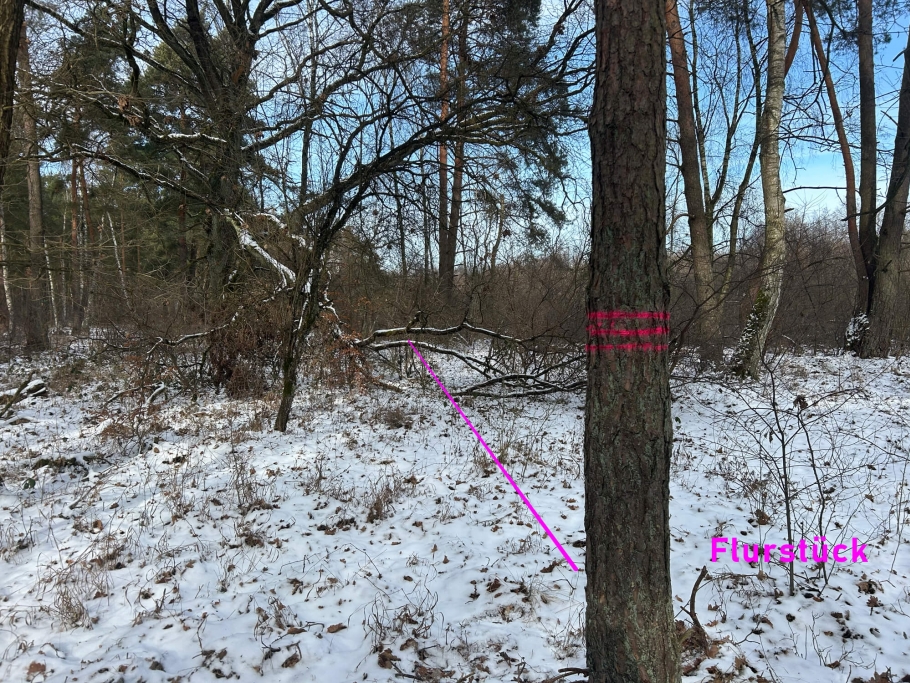 Blick in den Sumpfteil