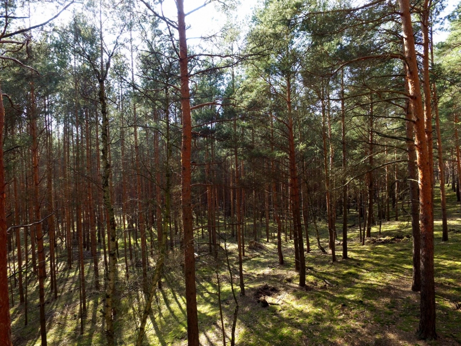 Blick in den Bestand von nordöstlicher Flächengrenze aus