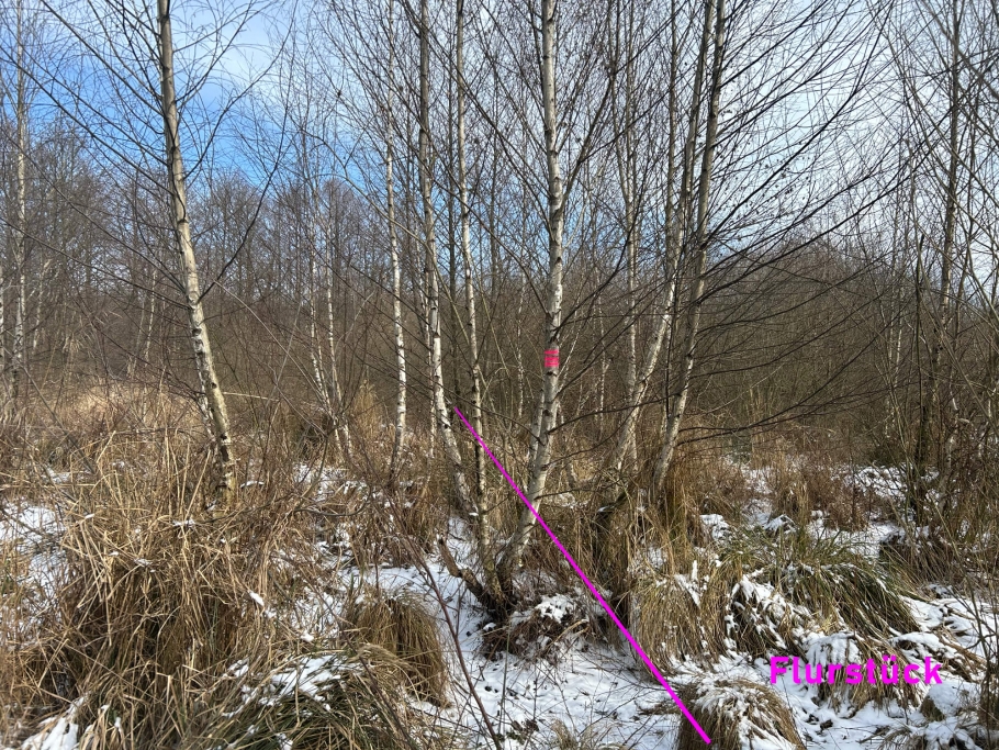 Blick in den Sumpfteil