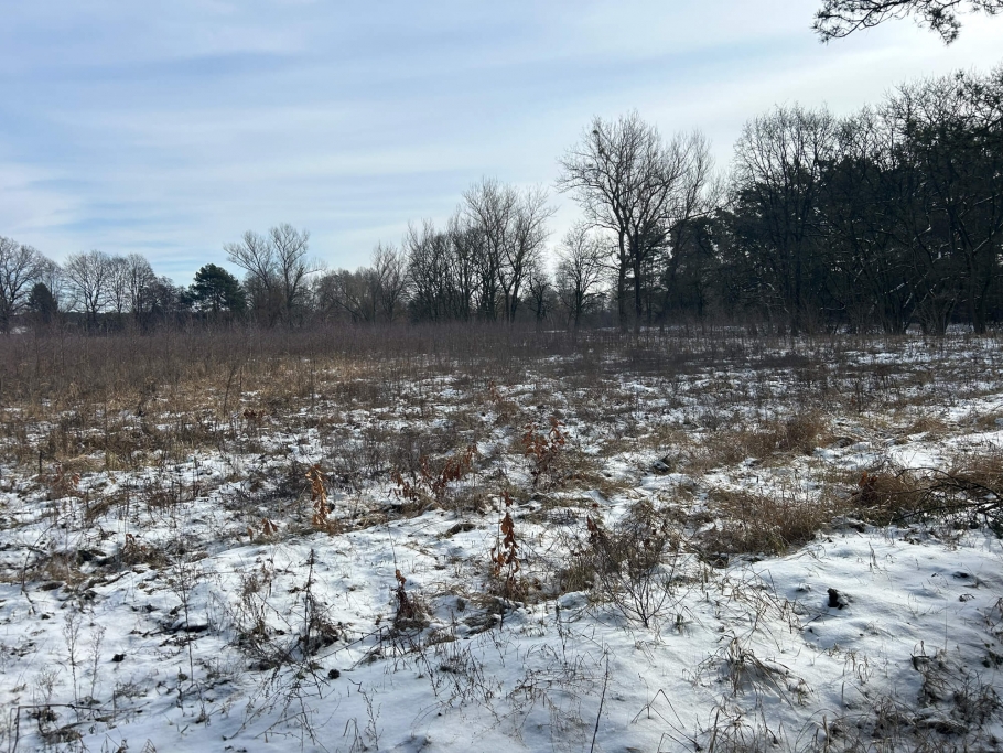 Blick in die Erstaufforstung