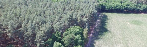 Luftbild auf Baumkronen und Flächenumgebung