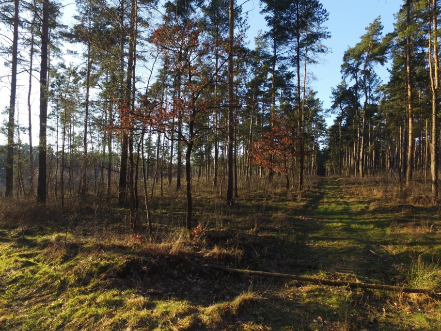 Blick vom angrenzenden Waldweg in den Bestand