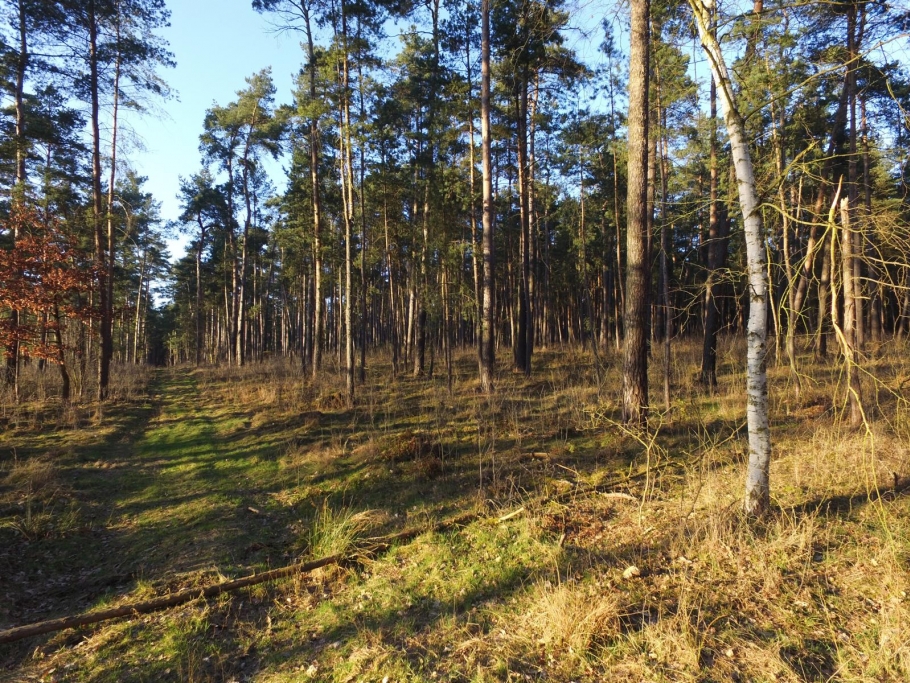 Blick vom angrenzenden Waldweg in den Bestand