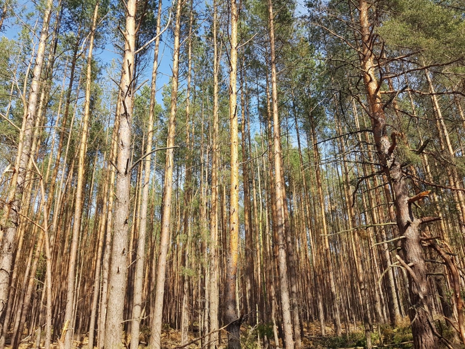 im Westen der Fläche