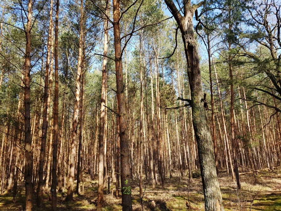 Blick in den Bestand von südwestlicher Flächengrenze