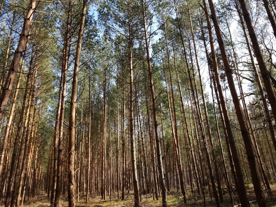 Blick in den Bestand und auf die Baumkronen