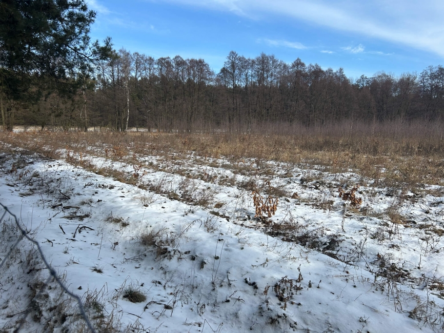 Blick in die Erstaufforstung