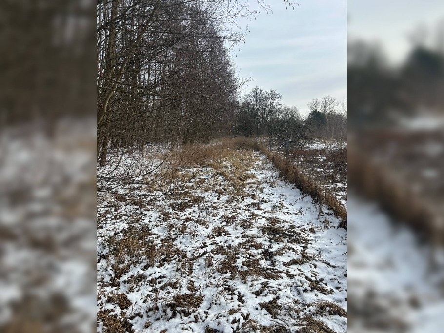 Blick ins westlich gelegene Grünland