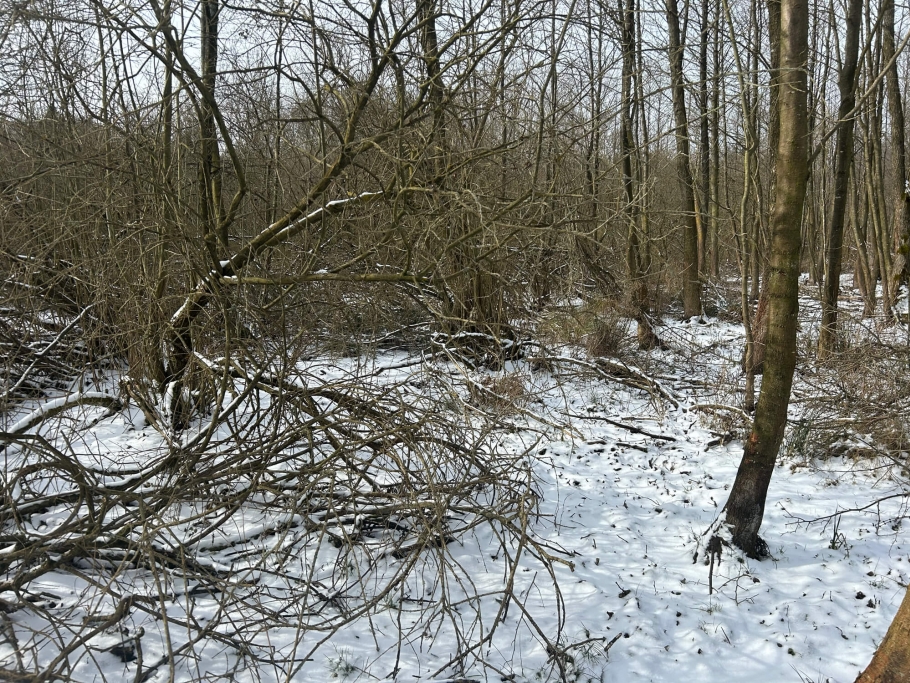 Blick in den Sumpfteil