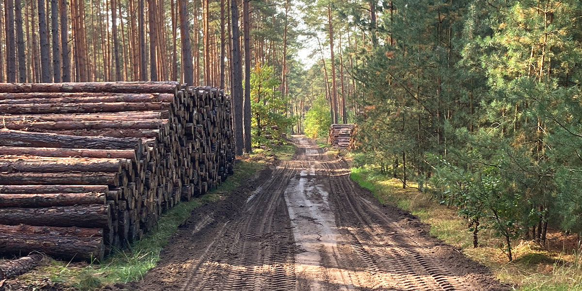 Durchforsteter, gepflegter Waldbestand